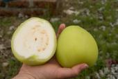 Ukendt frugt
