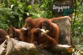 Orangutanger i Singapore Zoo