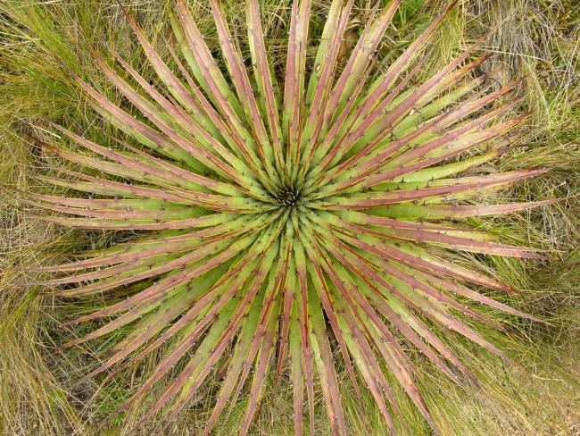 Vegetation på paramoen i Cajas nationalpark