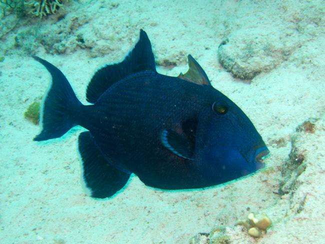 Blå triggerfisk