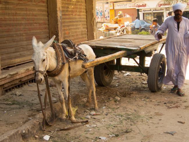 Æsler bruges til transport af varer i Luxor