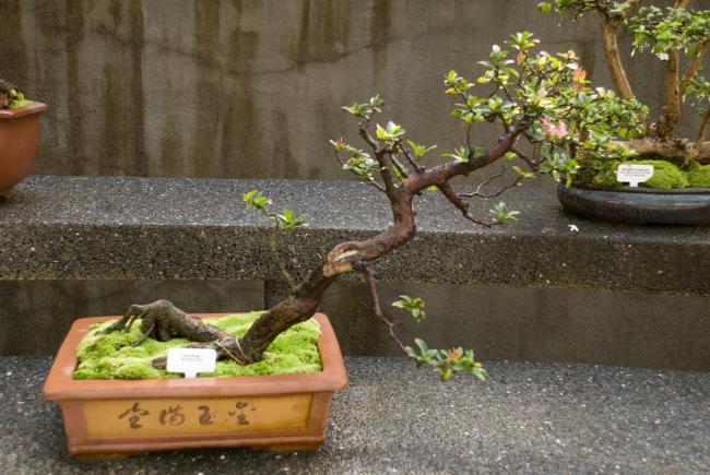 Bonzai træ i Singapore's botaniske have