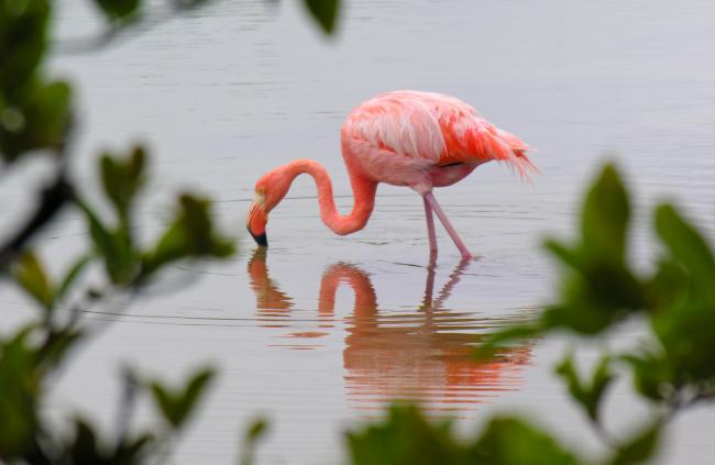 Flamingoen får sin fine lyserøde farve fra farvestof i de krebs den spiser, som den ikke kan nedbryde